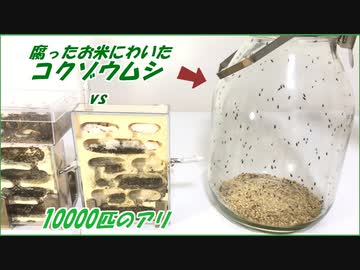 腐ったお米に湧く害虫の群れにアリを解き放ったら凄まじい戦いになった。
