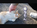 野良猫のおチビ、馴れすぎて乗車する