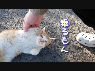 野良猫のおチビ、馴れすぎて乗車する