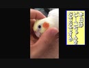 「ピーコちゃんをなでなで」