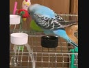 暴れインコ