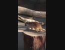 奪い合ってでも肉を喰らうミーアキャット達@ズーラシア動物園