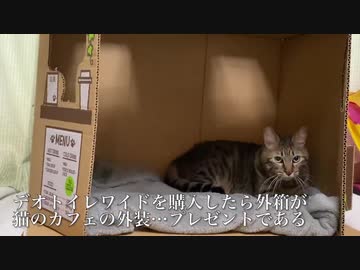 うどん職人猫、待望の隠れ家的うどんカフェ屋台を開店する