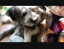 小さな子猫が無謀にも犬を捕食