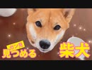 【みんなに癒しを】ただ柴犬と見つめ合うだけの動画