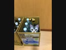 ネコ飼ってみた