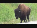 Buffalo（吉原結衣）