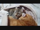 拾いねこ＠生後2766/2733日目　今日の猫団子。