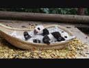赤ちゃんパンダの腹筋練習(2019.12.16)
