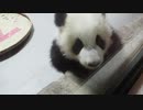 籠パンからの大接近！世界一小さく生まれたパンダ成浪(2019.12.21)