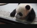 太陽産室末っ子パンダ星晴も大接近！(2019.12.21)