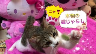 猫じゃらし VS 子猫