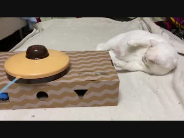 オッドアイのシニアコネコチャン、猫の電動おもちゃに囲まれる