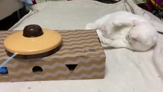 オッドアイのシニアコネコチャン、猫の電動おもちゃに囲まれる