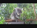 Lone Pine Koala Sanctuary in Australia