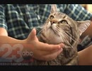 飼い猫タラちゃんが犬に体当たり、子どもの命を救う！