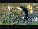 今日撮った野鳥さん達まとめ2月1日☀