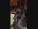 犬