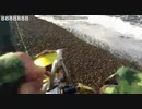 2020-02-01 サーフでメジロ70cm 65cm 70cm 三兄弟