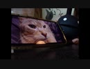 【演奏してみた】ねこみまSHOW !テーマソング【オタマトーン】
