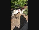 ニワトリ放し飼い