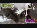 荷ひもで遊ぶ猫