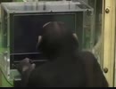 チンパンジーはメモリーゲームの達人です！！