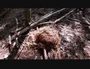 変態忍者の、狩猟＆有害鳥獣駆除従事活動記・その９７