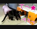マタタビに酔っ払う猫★(*´ρ`*)