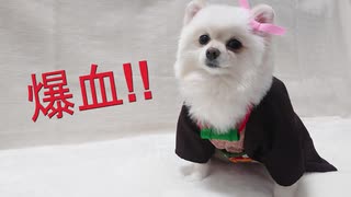 【鬼滅の刃】禰豆子のコスプレ 犬服を作ってみた