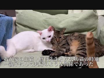 ウチューネコチャン、本当に「ギャフン」と言わされる