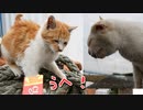 仲がいい野良猫に「ちゅーる」あげてみた