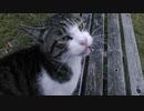 みろむんฅ(≧▽≦ฅ) プロローグ