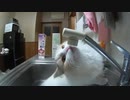 蛇口から直飲みする猫