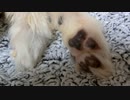肉球をピクピクさせながら眠るワンコ（パピヨン）