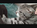 朝からうどんこねる猫