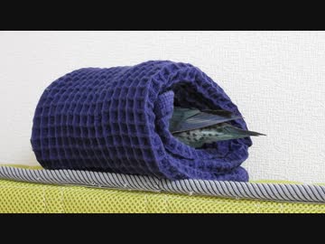 サザナミインコの恵方巻き