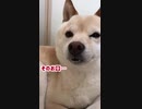 オヤツは下唇に隠す主義。
