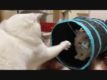 オッドアイのシニアコネコチャン、何かの召喚の儀式みたいになる