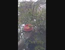 メジロのモグモグtime