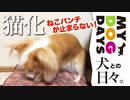 【ネコ化が止まらない】欲求不満で猫になるワンコ おもしろかわいいMy dog days　〜犬との日々〜 動画　 ゆるキャン△ 犬 dog