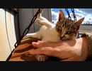他の縄張りからやってきた猫が懐いた