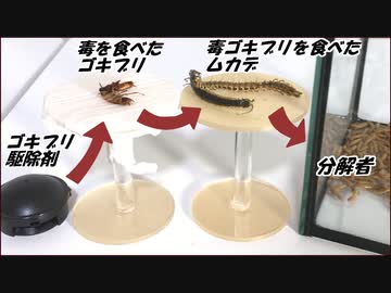 食物連鎖の「分解者」にゴキブリ駆除剤入りゴキブリを食べたムカデを与えたら、不思議な結果になった。