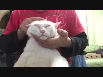 オラ(猫)がたぬきで、たぬきがオラ(猫)で