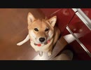キッチンに来てご飯待ちをする柴犬