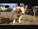 庭で日向ぼっこをするワンコ（パピヨン）4