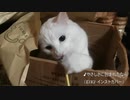 【猫動画１】やさしさに包まれたなら(インストカバー)