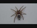 [閲覧注意!!］再編集 ヒラタグモにゴキブリを与えてみた。(Uroctea compactilis)