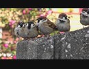 冬のスズメもふもふ