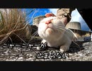 猫にちゅ～る与えて御目目拭き拭き作戦